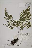 藏品(長蓋鐵線蕨)的圖片