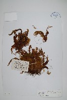 藏品(長葉蕗蕨)的圖片