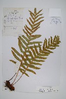 藏品(中華槲蕨)的圖片