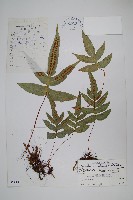 藏品(刺尖假瘤蕨)的圖片