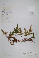 藏品(鈍羽假瘤蕨)的圖片