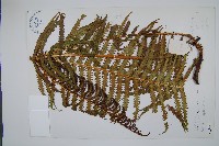 藏品(莢果蕨)的圖片