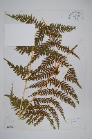 藏品(禾稈紫柄蕨)的圖片