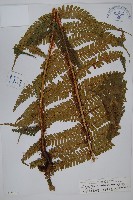 藏品(瓦氏鱗毛蕨)的圖片