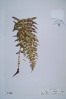 藏品(華中蛾眉蕨)的圖片