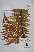 藏品(密鱗鱗毛蕨)的圖片