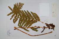 藏品()的圖片