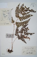 藏品(斜方複葉耳蕨)的圖片