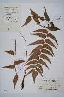 藏品(貫眾蕨)的圖片