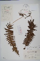 藏品(日本水龍骨)的圖片