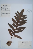 藏品(槲蕨)的圖片