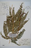 藏品(長尾複葉耳蕨)的圖片