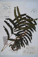 藏品(邊緣鱗蓋蕨)的圖片