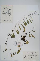 藏品(抱石蓮)的圖片