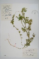 藏品(翠雲草、藍草)的圖片