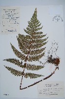 藏品(闊鱗鱗毛蕨)的圖片