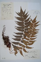 藏品(貫眾蕨)的圖片