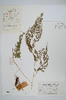 藏品(日本金粉蕨)的圖片