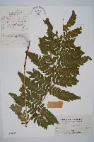 藏品(同形鱗毛蕨)的圖片