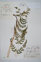 藏品(長葉鱗毛蕨)的圖片