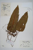 藏品(盾蕨)的圖片