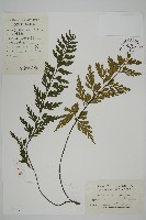 藏品(華南鐵角蕨)的圖片