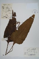 藏品(盾蕨)的圖片