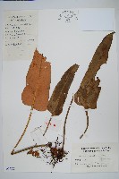 藏品(盧山石葦)的圖片