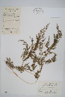 藏品(日本金粉蕨)的圖片
