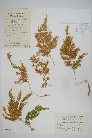 藏品(江南卷柏)的圖片