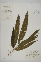 藏品(日本鳳丫蕨)的圖片