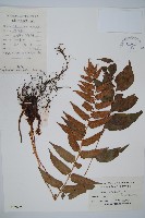 藏品(貫眾蕨)的圖片