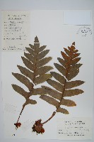 藏品(槲蕨)的圖片