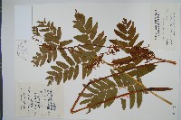 藏品(紫萁)的圖片