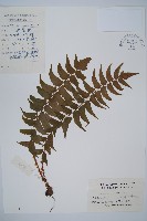 藏品(貫眾蕨)的圖片