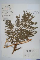 藏品(傅氏鳳尾蕨)的圖片