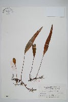 藏品(石葦)的圖片