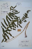 藏品(邊緣鱗蓋蕨)的圖片