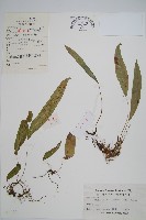 藏品(單葉雙蓋蕨)的圖片