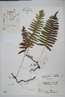 藏品(日本水龍骨)的圖片