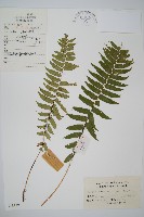 藏品(桫欏鱗毛蕨)的圖片