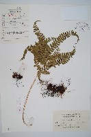 藏品(美麗複葉耳蕨)的圖片