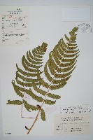 藏品(迷人鱗毛蕨、異蓋鱗毛蕨)的圖片