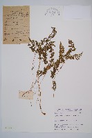 藏品(冷蕨)的圖片