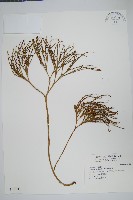 藏品(松葉蕨)的圖片