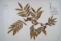 藏品(觀音座蓮舅)的圖片