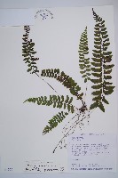 藏品(紅苞蹄蓋蕨)的圖片