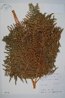 藏品(蕨)的圖片