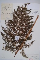 藏品(多齒蹄蓋蕨)的圖片