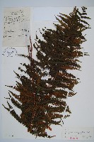 藏品(峨眉蕨)的圖片